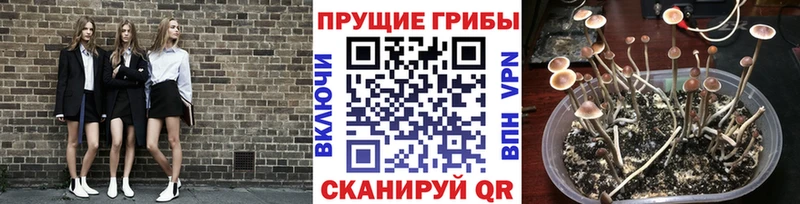 Галлюциногенные грибы Psilocybe  где продают   Плёс 